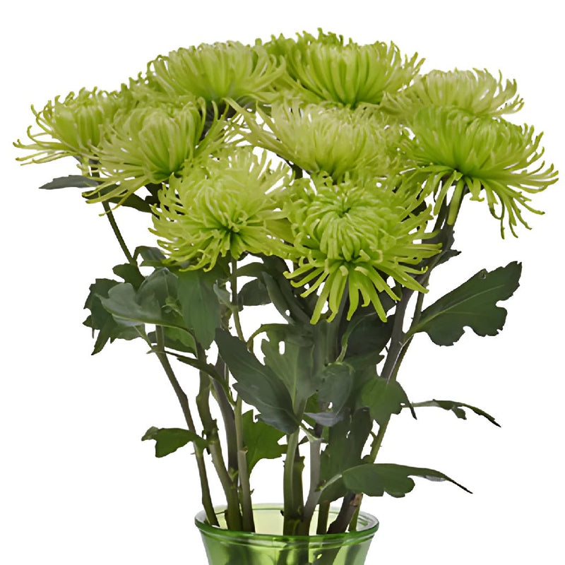 Anastasia Spider Green Flowers