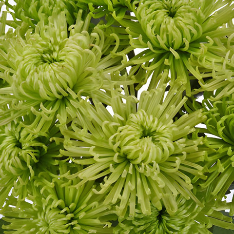 Anastasia Spider Green Flowers