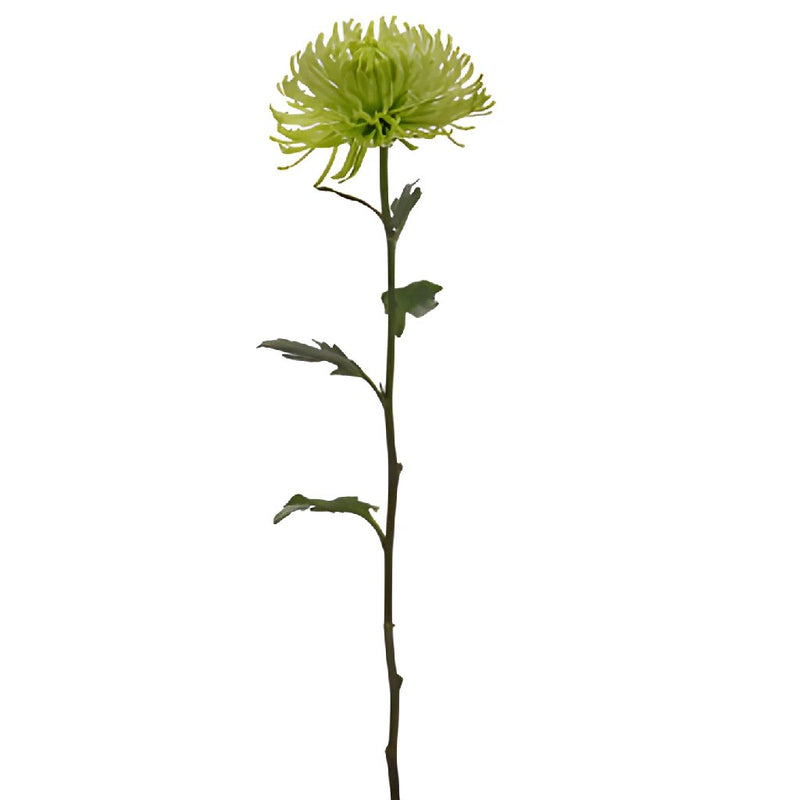 Anastasia Spider Green Flowers