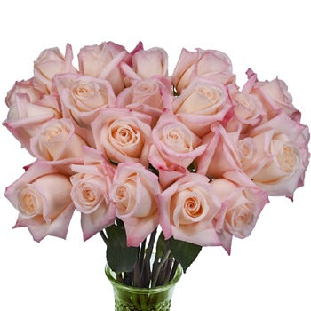 Anna Creamy Light Pink Rose