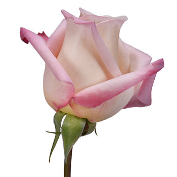 Anna Creamy Light Pink Rose