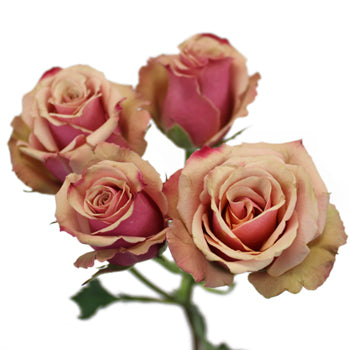 Antique Pink Spray Roses