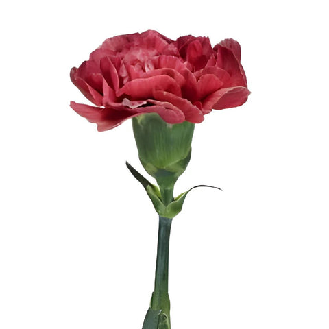 Antique Coral Carnation Side Stem View