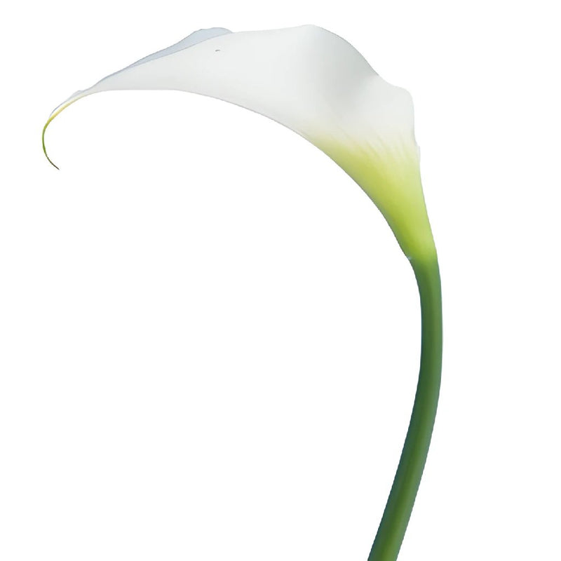 White Mini Calla Lily Flower Medium