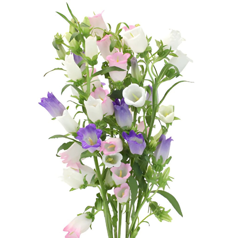 Assorted Campanula Flowers