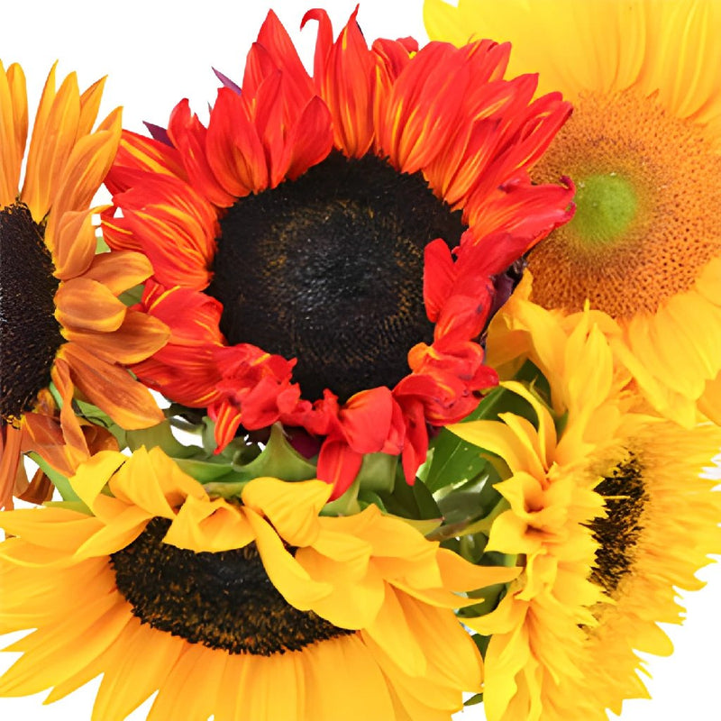 Assorted Sunflowers for Arranging