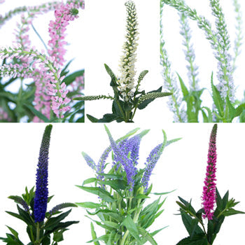 Assorted Veronica Flower
