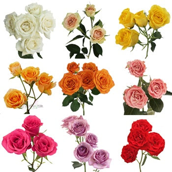 Wholesale Farm Mix Spray Roses for Mom