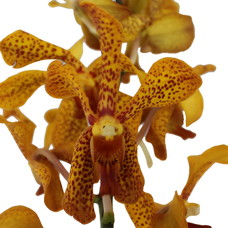 Autumn Afternoon Mokara Orchids