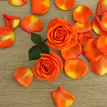 Dark Orange Spray Bulk Roses