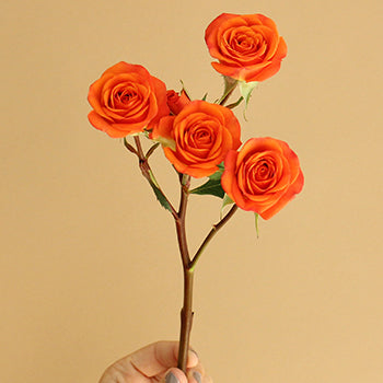 Dark Orange Spray Bulk Roses