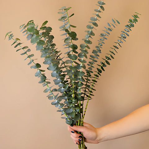 Wild Baby Eucalyptus Bunches