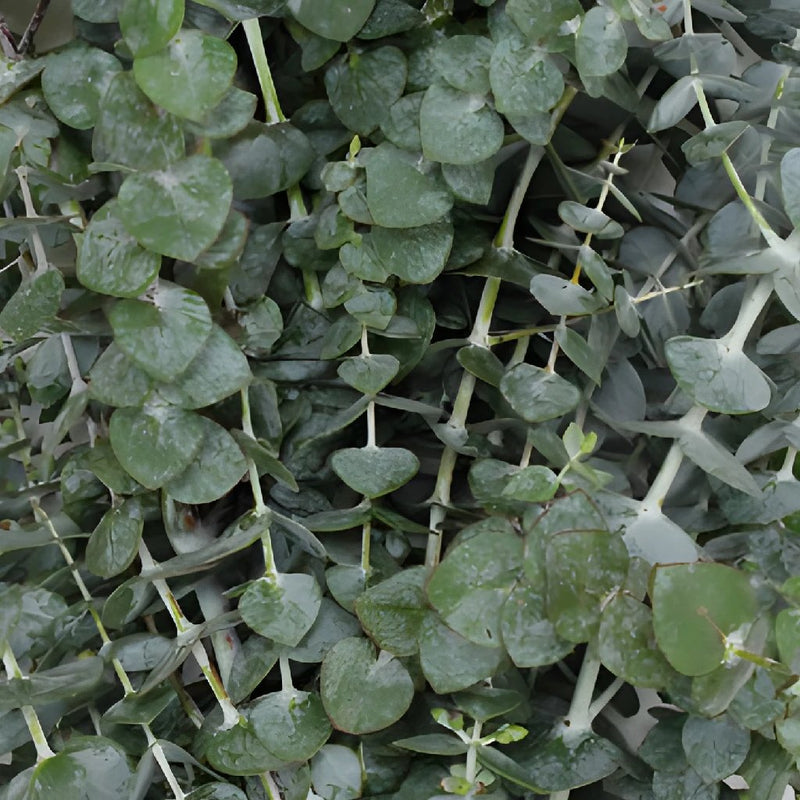 Baby Eucalyptus Garland