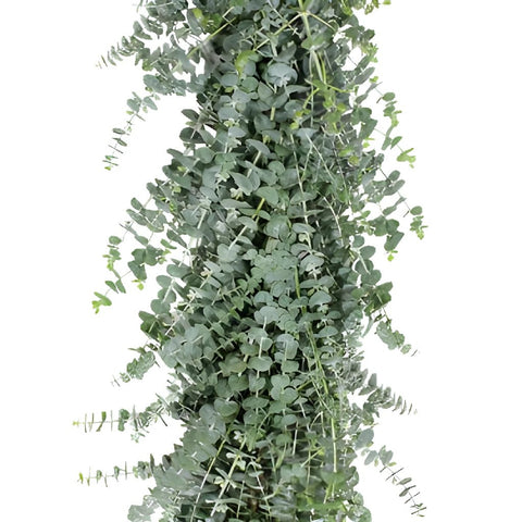 Baby Eucalyptus Garland forsale