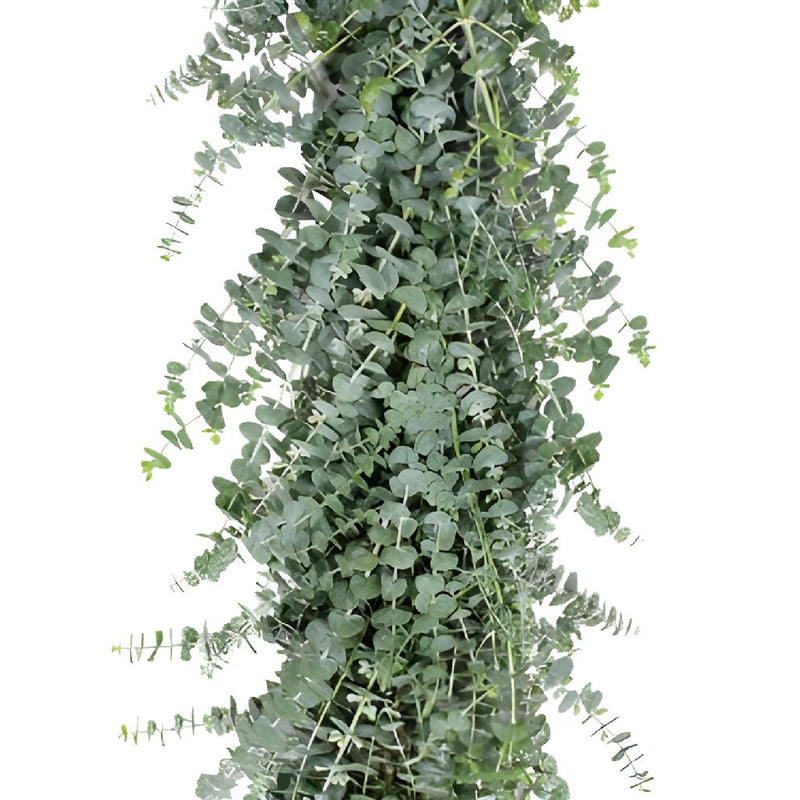 Baby Eucalyptus Garland forsale