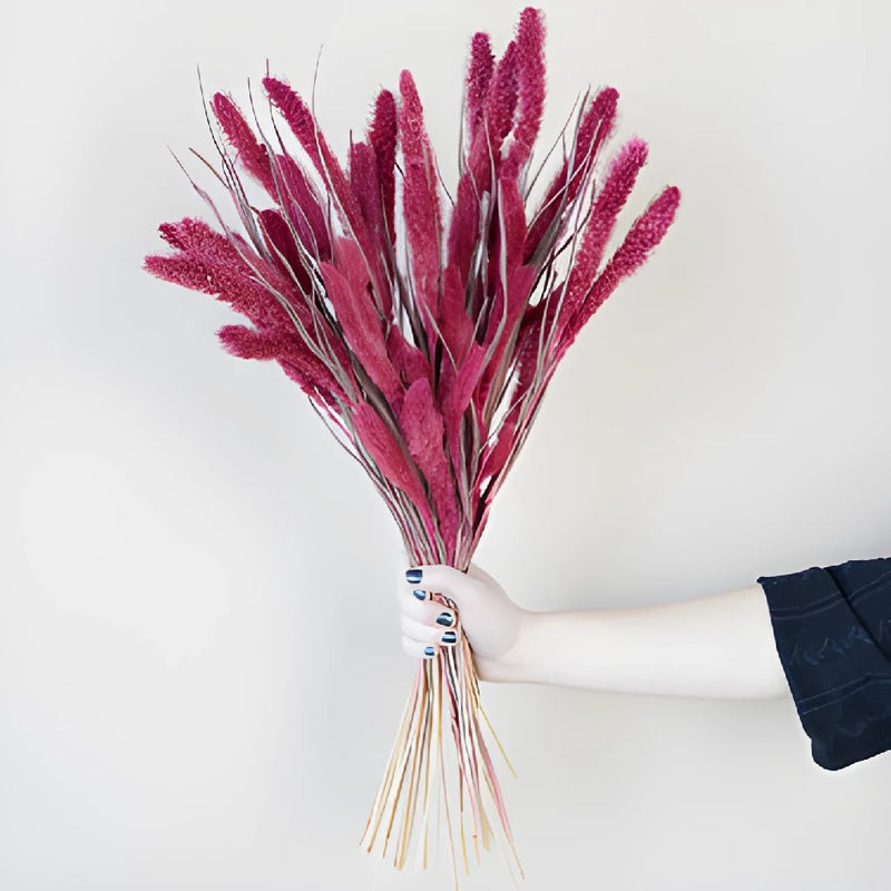 Maroon Foxtail Millet Grass