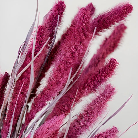 Maroon Foxtail Millet Grass