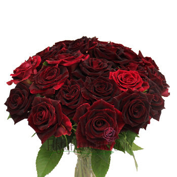 Scarlett Ohara Red Sweetheart Rose