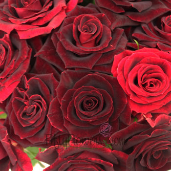 Scarlett Ohara Red Sweetheart Rose