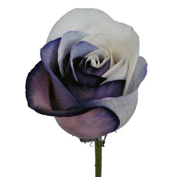 Black and White Rainbow Roses