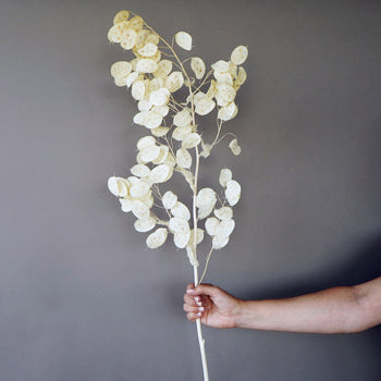 Dried lunaria for free flower delivery