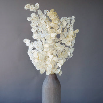 Dried lunaria bulk flowers