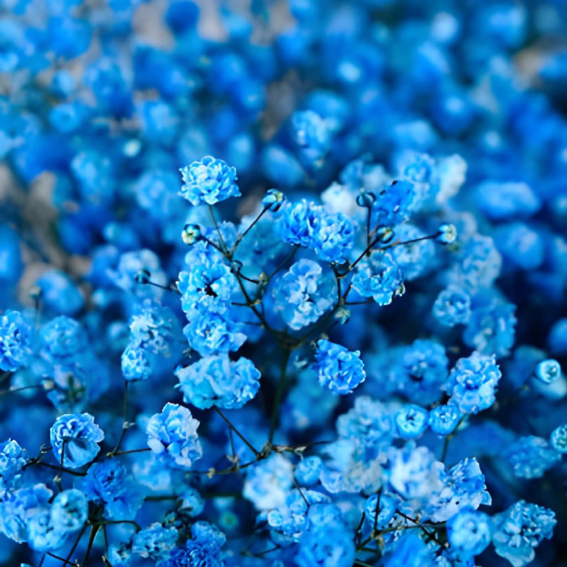 Blue Baby's Breath Flower