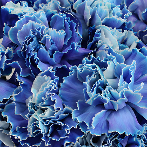Blue Tinted Wholesale Carnations Up close