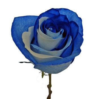 Blue and White Rainbow Roses