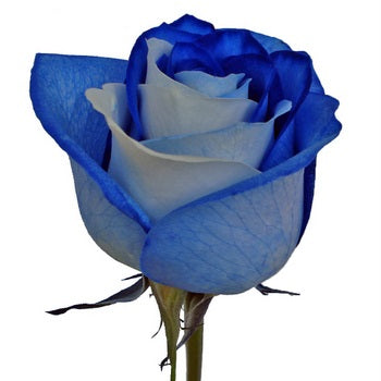 Blue and White Rainbow Roses