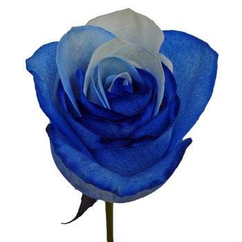 Blue and White Rainbow Roses