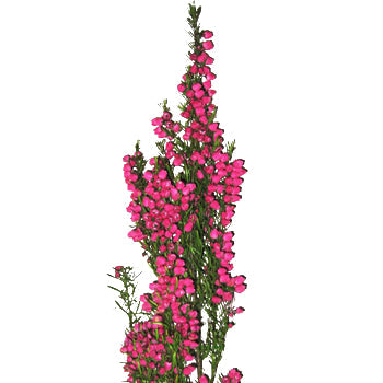 Boronia Heather Flower Bright Pink