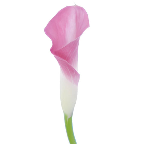 Pink Calla Lily Flower
