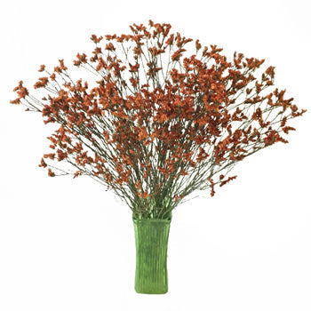 Airbrushed Burnt Orange Limonium