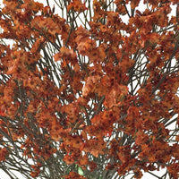 Airbrushed Burnt Orange Limonium