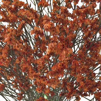 Airbrushed Burnt Orange Limonium
