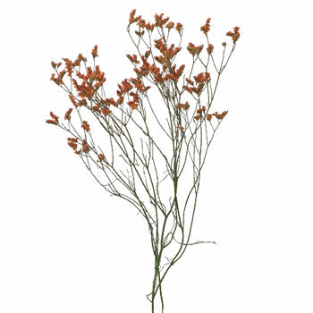 Airbrushed Burnt Orange Limonium