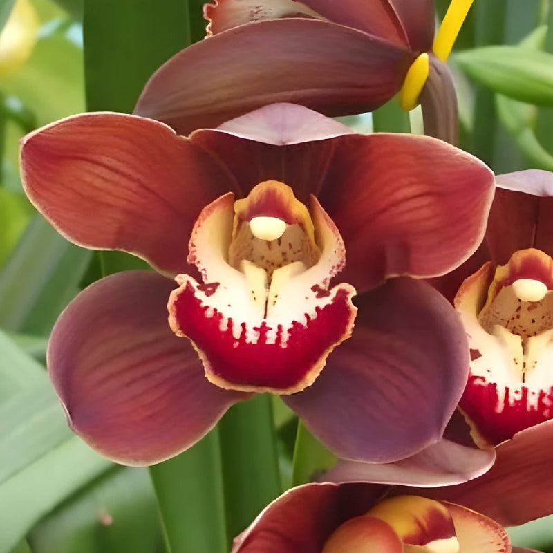 Marsala Cymbidium Orchid