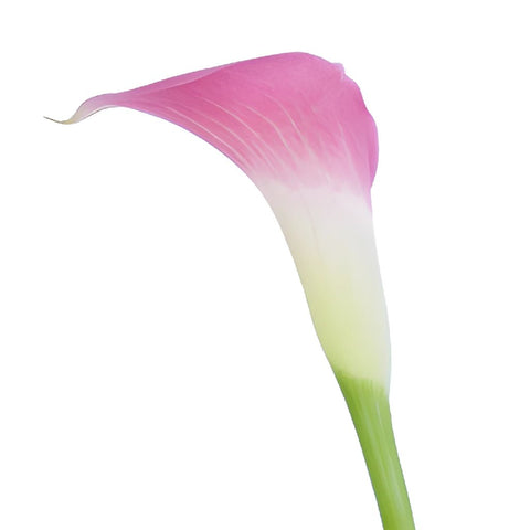 Pink Calla Lily Flower
