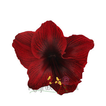 Amaryllis Burgundy Red Bulk Flowers
