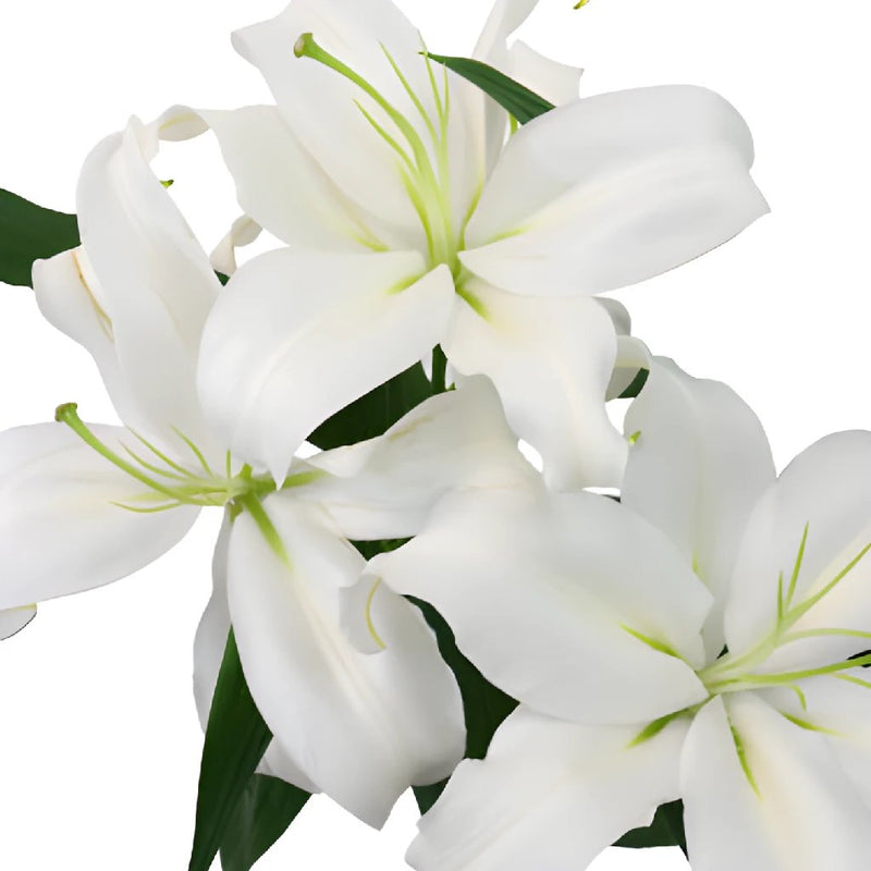White Oriental Lily Stem