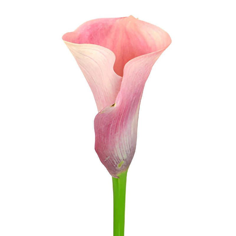 Peach Mini Calla Lily Bulk Flower