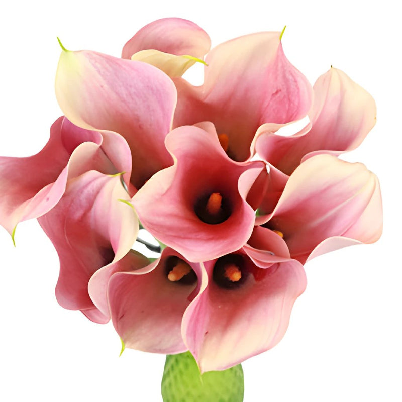 Peach Mini Calla Lily Bulk Flower