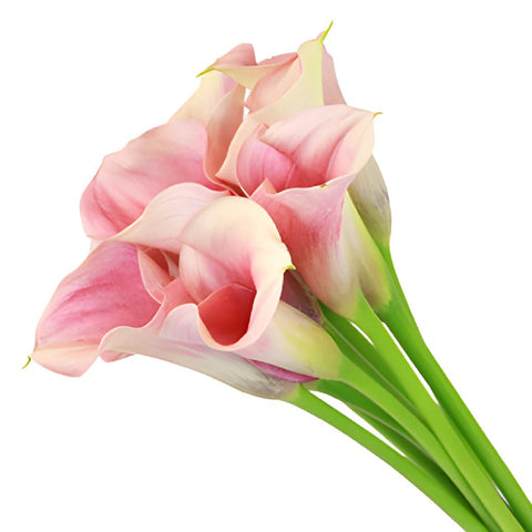 Peach Mini Calla Lily Bulk Flower
