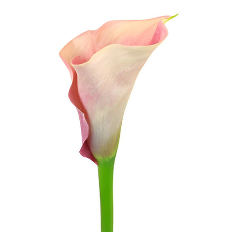 Peach Mini Calla Lily Bulk Flower