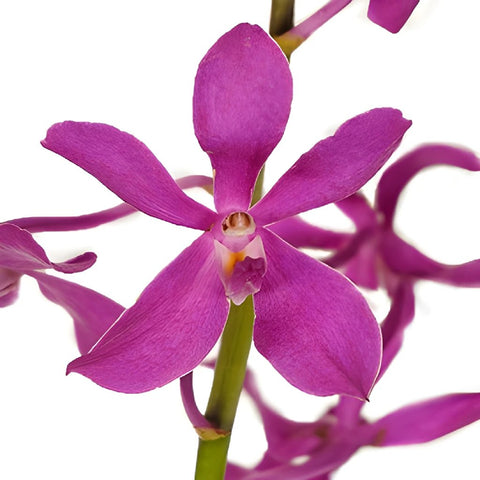 Dramatic Pink Mokara Orchid