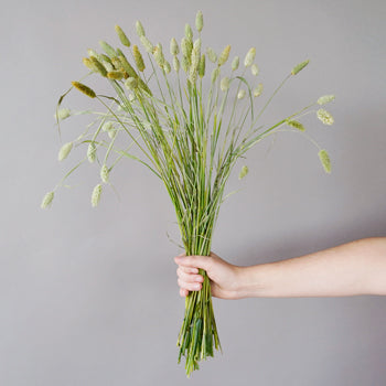 Fresh cut greens canary wholesale bulk green grass filler flowers