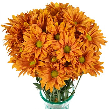 Mango Tango Daisy Flower