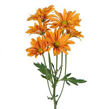 Mango Tango Daisy Flower