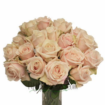 Creamy Pink Candy Bianca Rose